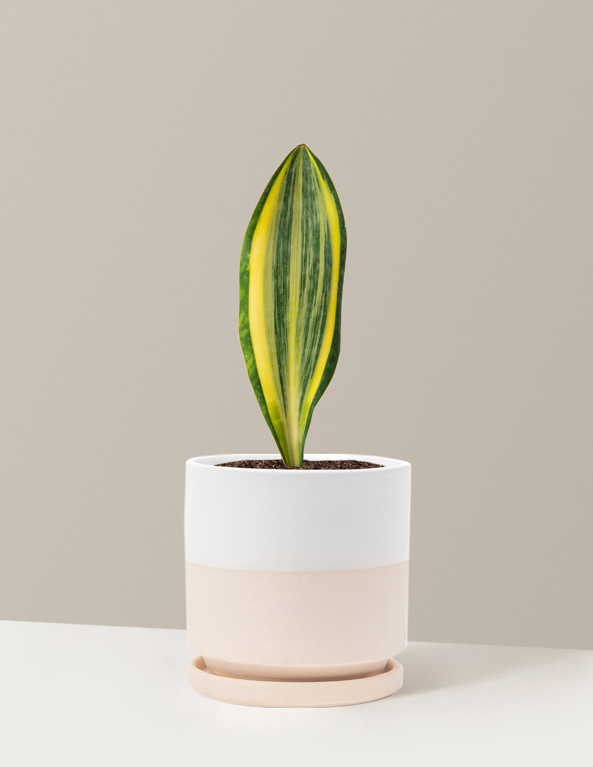 Variegated Whale Fin Snake Plant