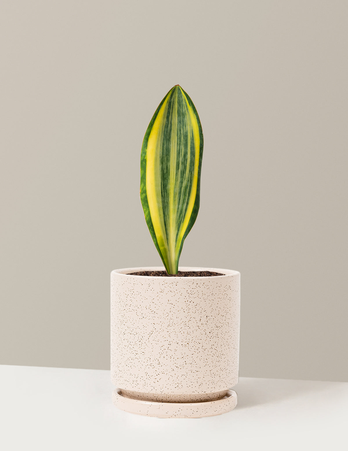 Variegated Whale Fin Snake Plant