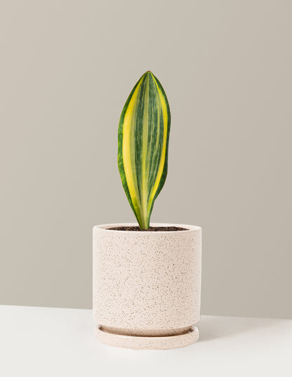 Variegated Whale Fin Snake Plant