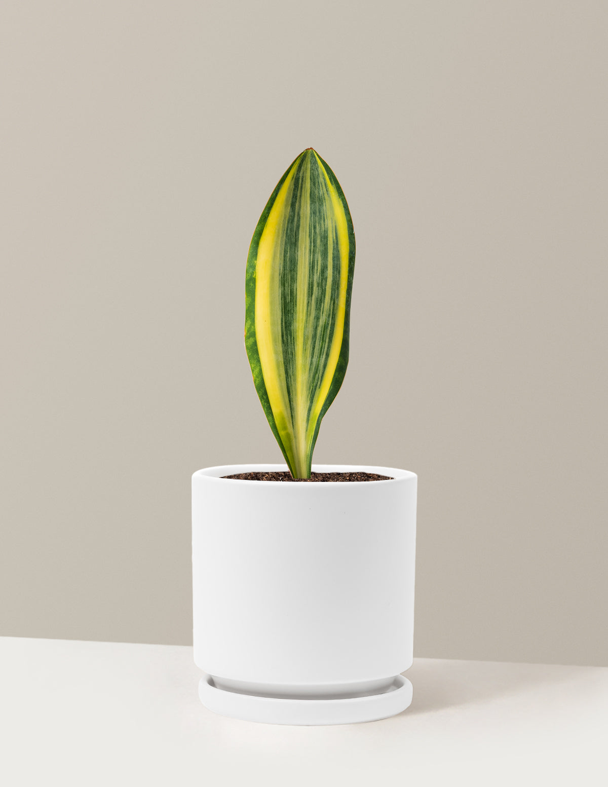 Variegated Whale Fin Snake Plant