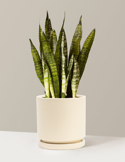 Snake Plant Zeylanica