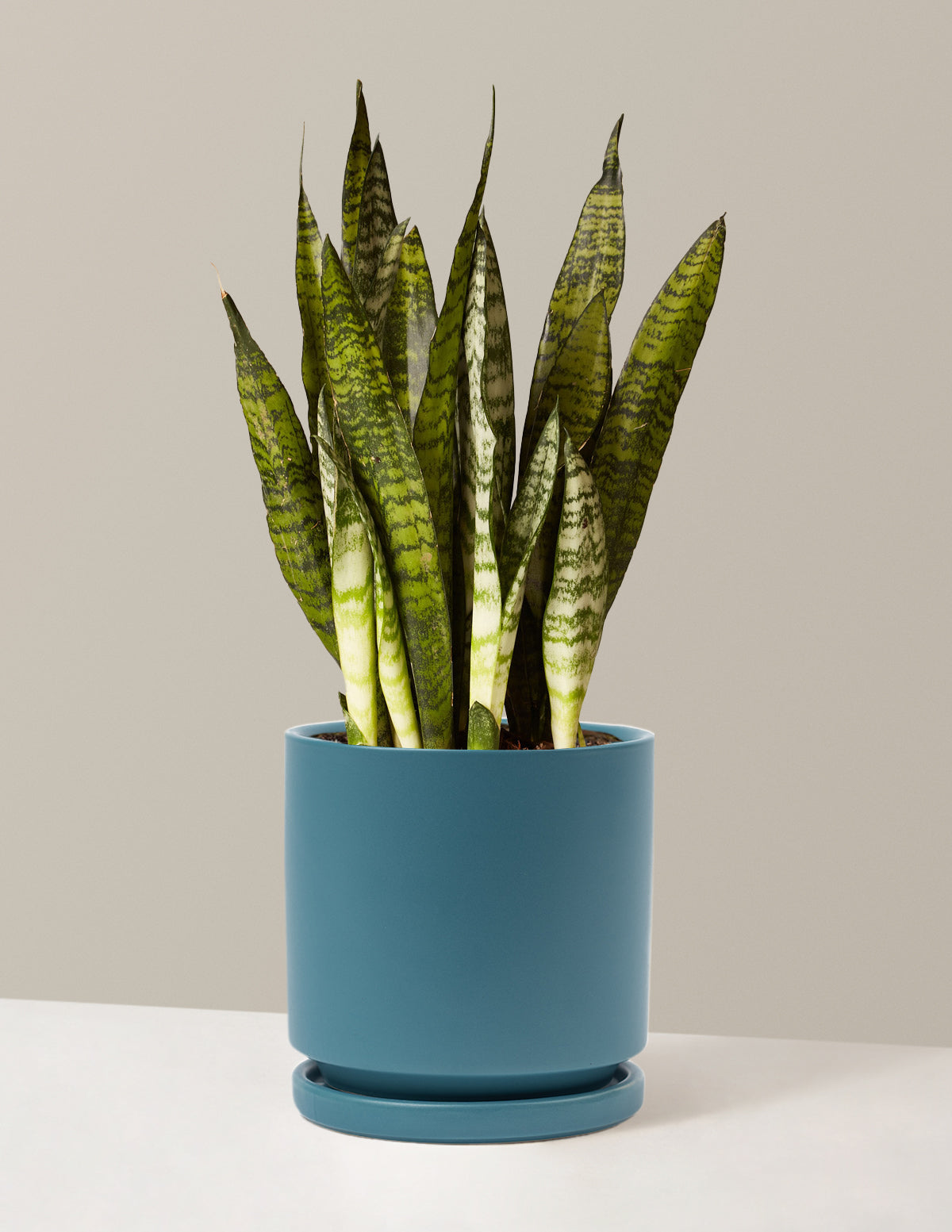 bundle | Medium | Isabella | Antique Teal