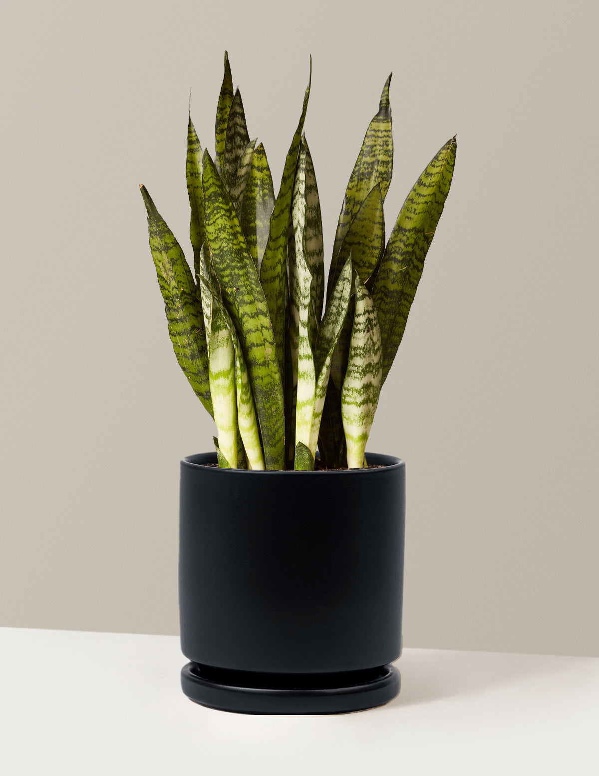 Snake Plant Zeylanica