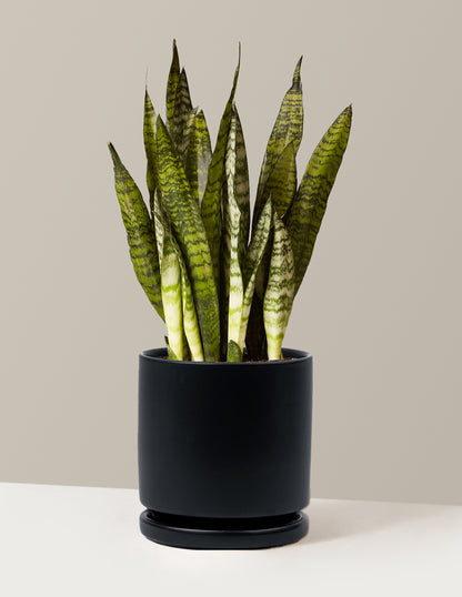 Snake Plant Zeylanica
