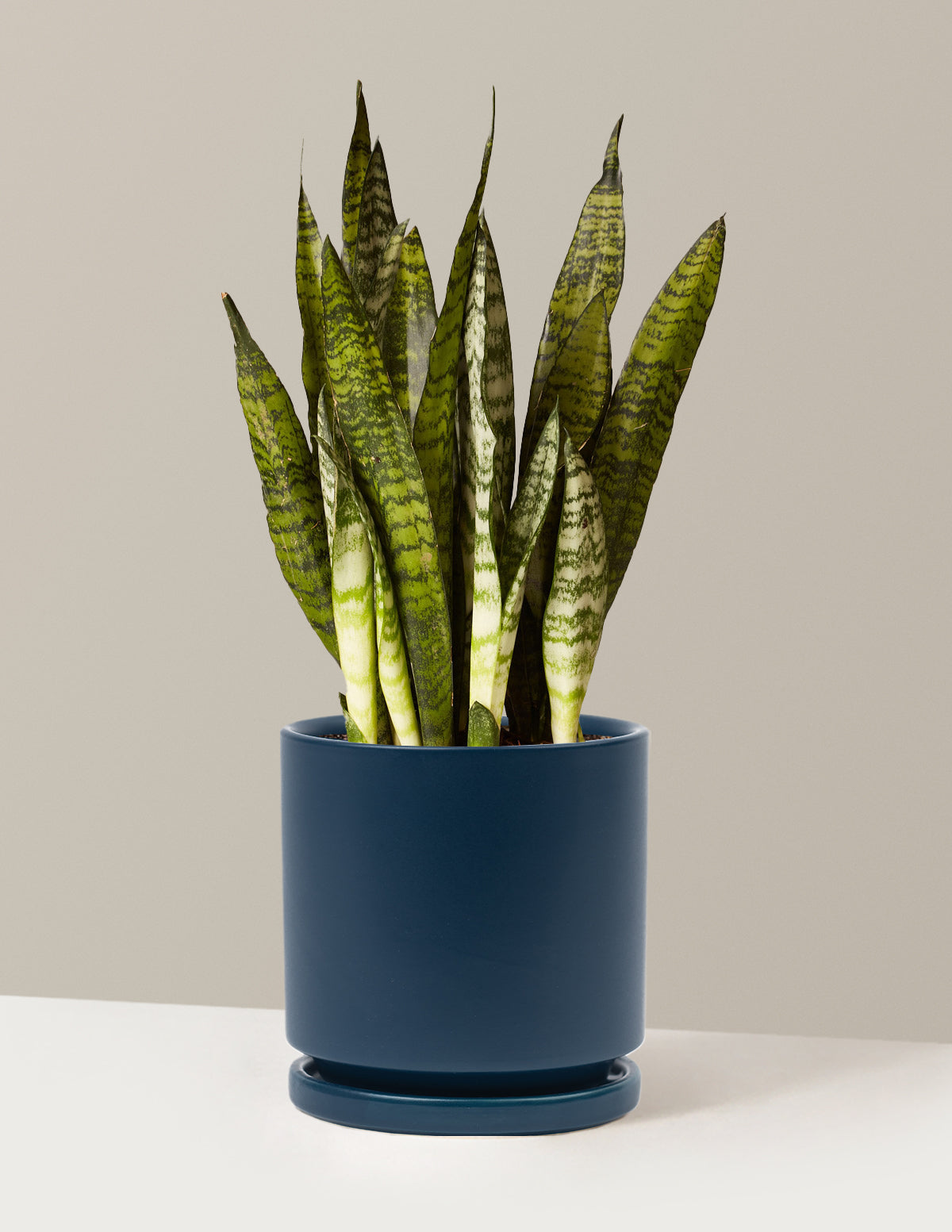 Snake Plant Zeylanica