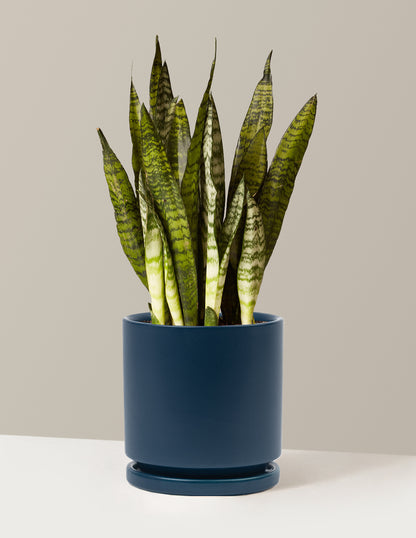 Snake Plant Zeylanica