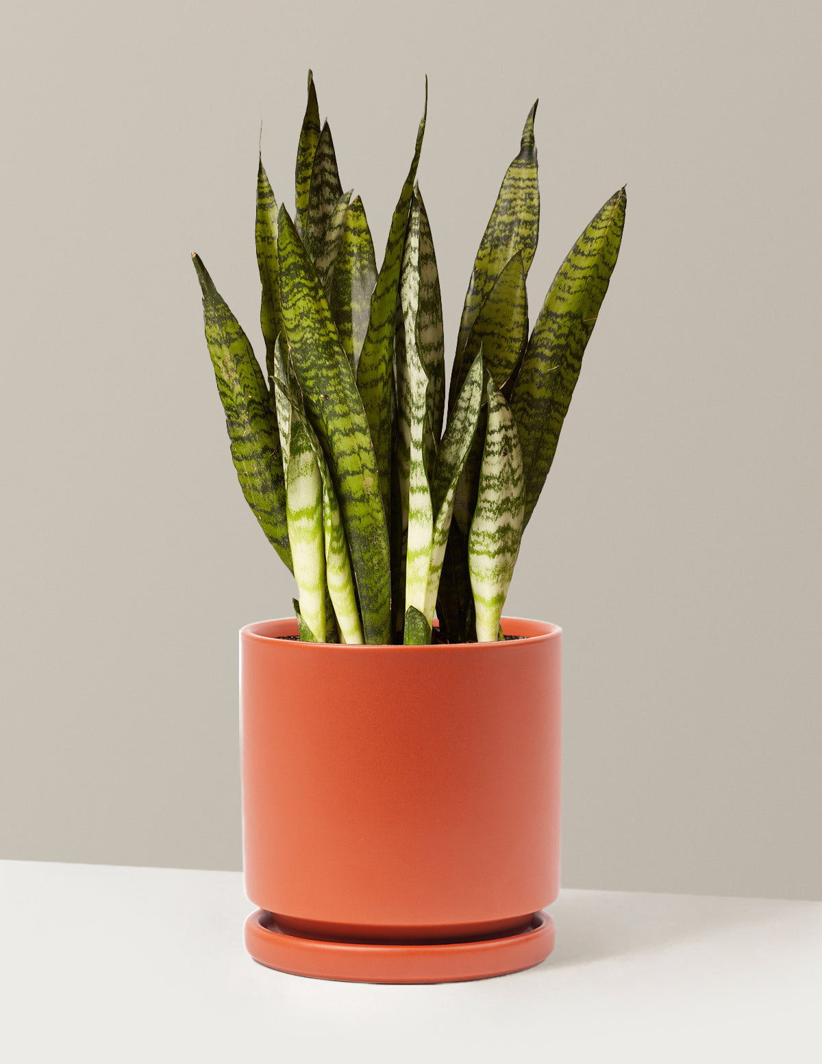 Snake Plant Zeylanica