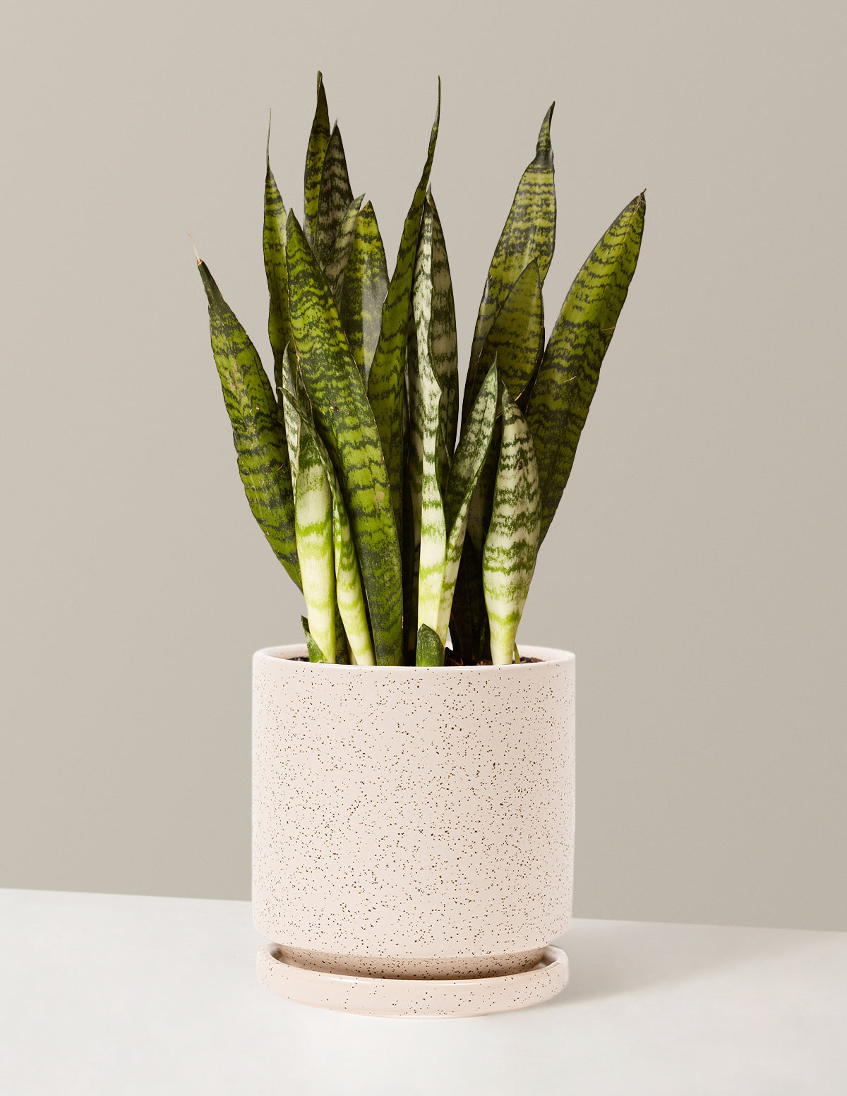bundle | Medium | Isabella | White Sesame