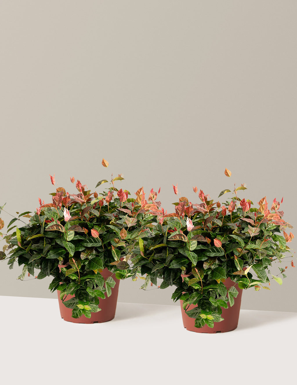 bundle | 1 Gallon - 2-Pack | Grow Pot