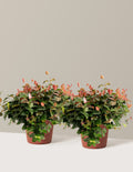 bundle | 1 Gallon - 2-Pack | Grow Pot