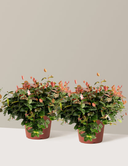 bundle | 1 Gallon - 2-Pack | Grow Pot