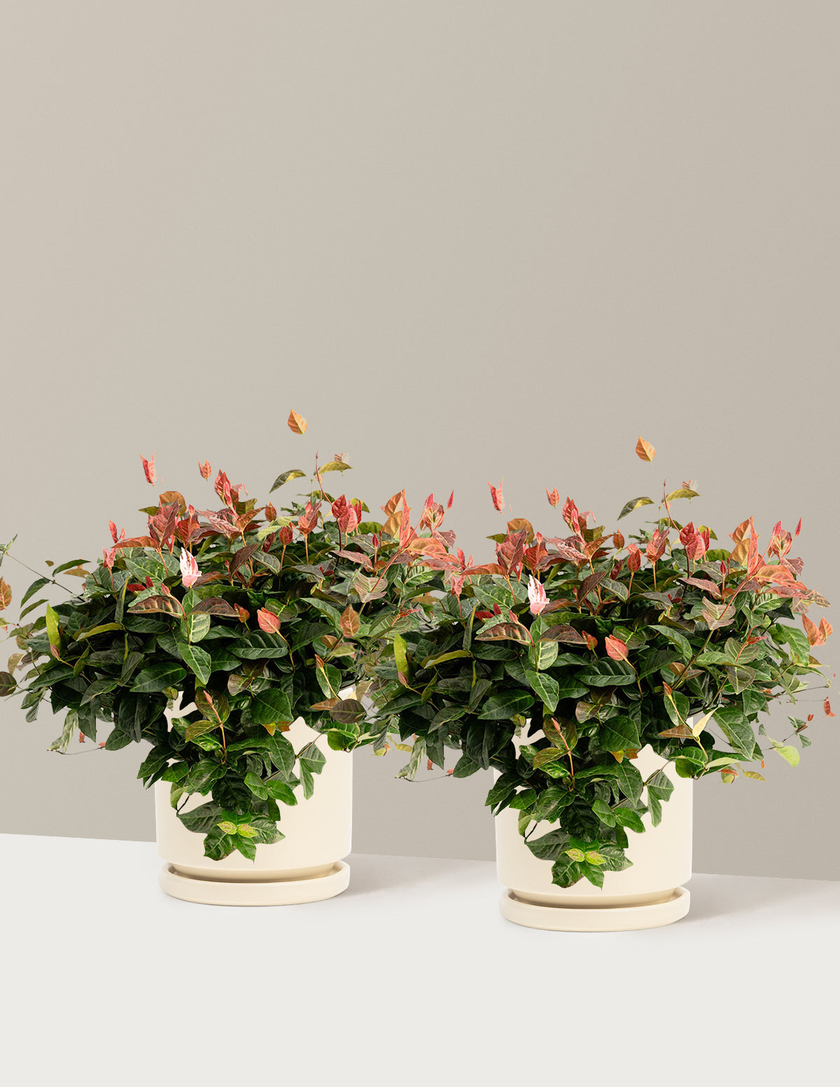 bundle | 1 Gallon - 2-Pack | Isabella | Almond