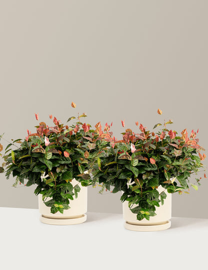 bundle | 1 Gallon - 2-Pack | Isabella | Almond