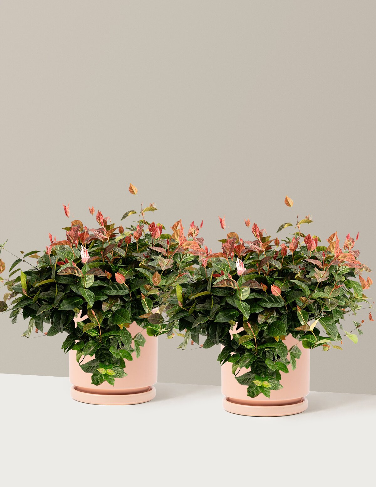 Snow-N-Summer™ Asiatic Jasmine