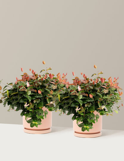 Snow-N-Summer™ Asiatic Jasmine