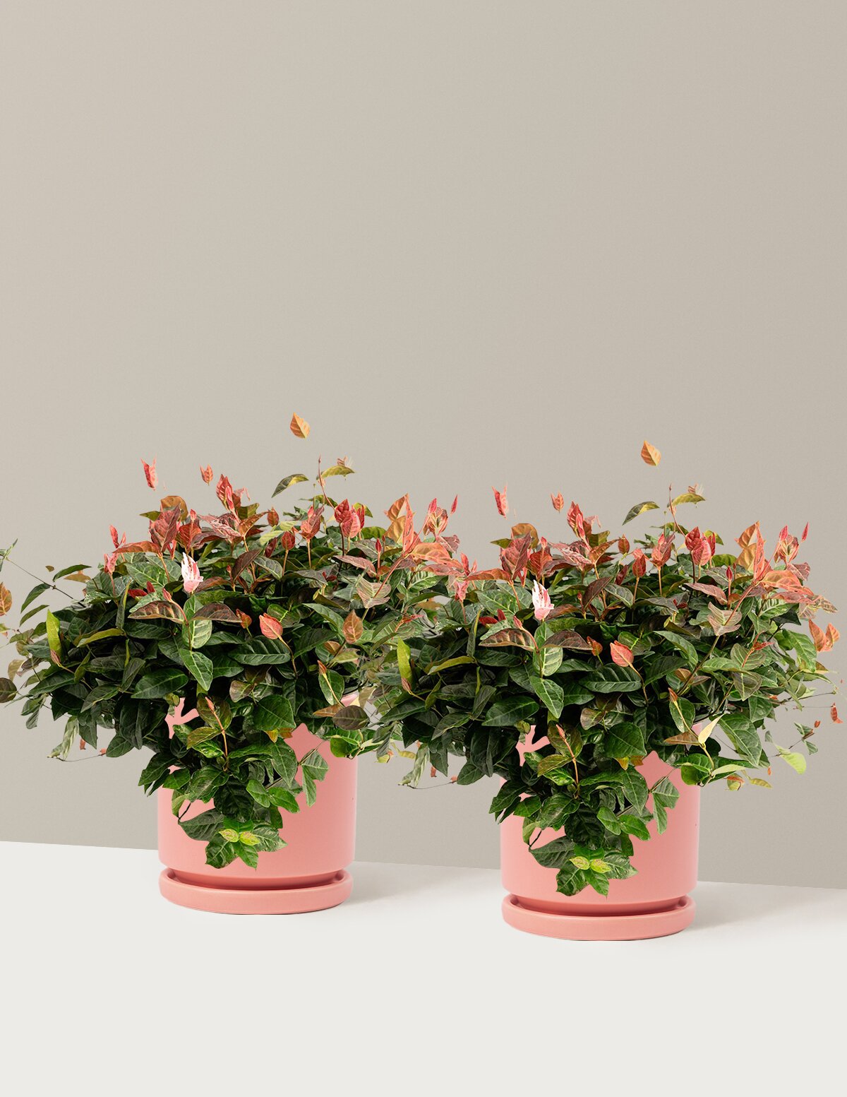 Snow-N-Summer™ Asiatic Jasmine