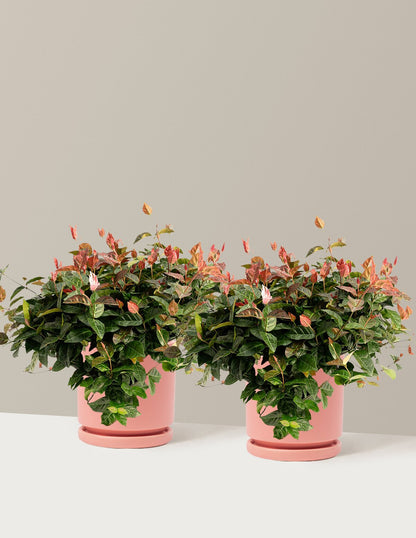 Snow-N-Summer™ Asiatic Jasmine
