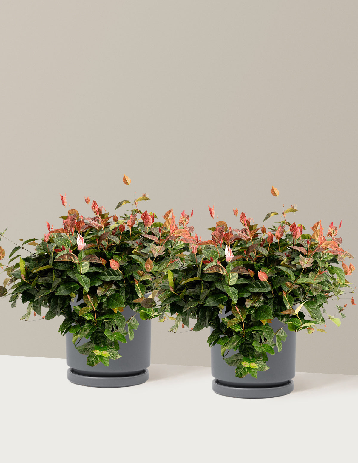 bundle | 1 Gallon - 2-Pack | Isabella | Granite