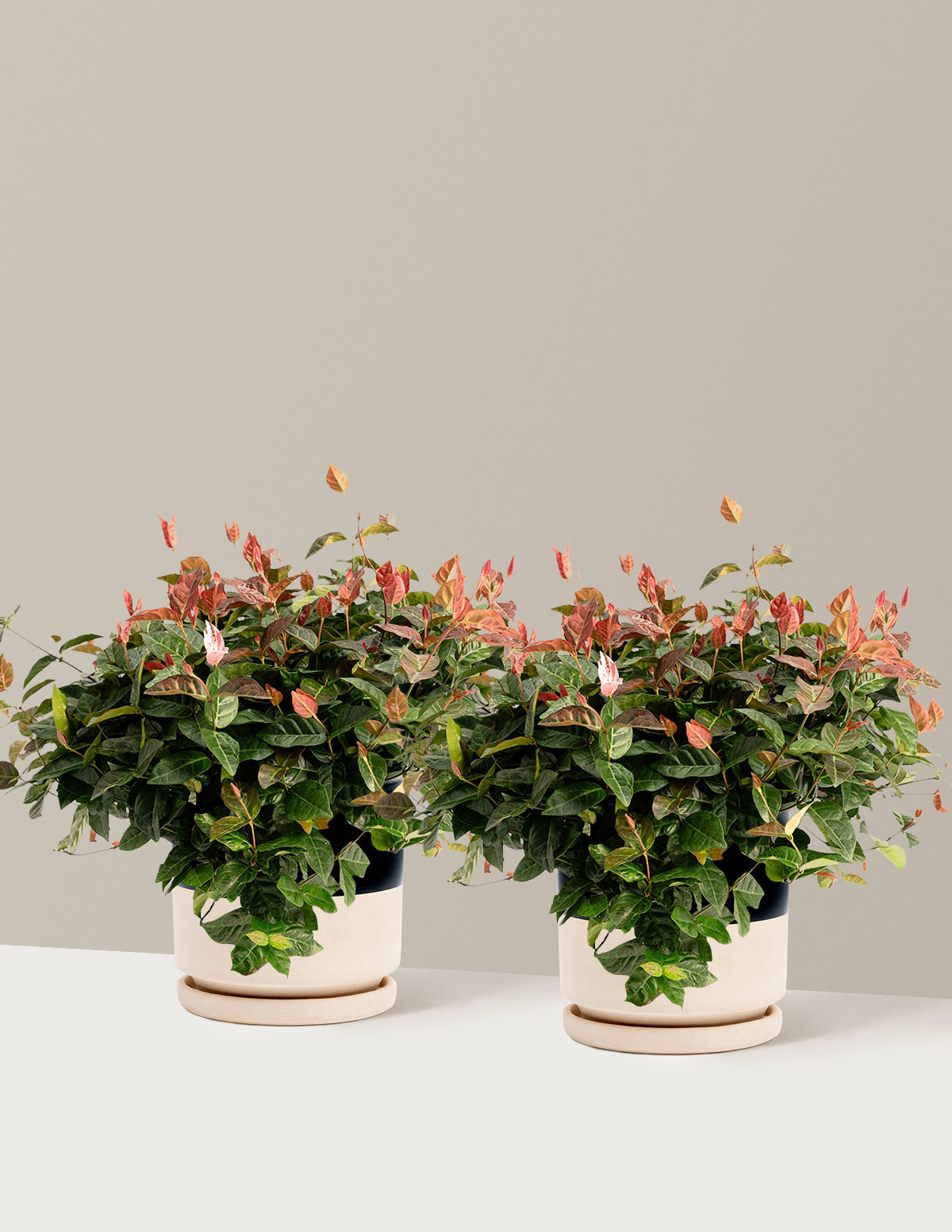 bundle | 1 Gallon - 2-Pack | Isabella | Top Half Black