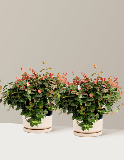 bundle | 1 Gallon - 2-Pack | Isabella | Top Half Black