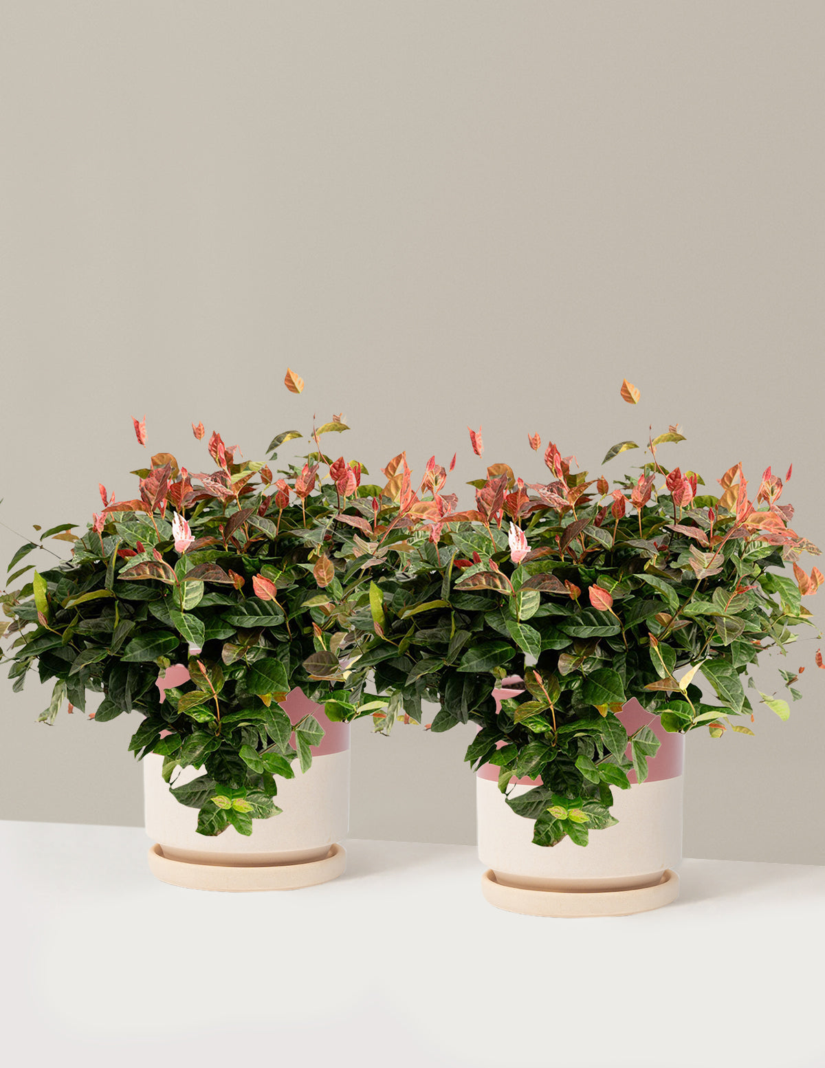 Snow-N-Summer™ Asiatic Jasmine