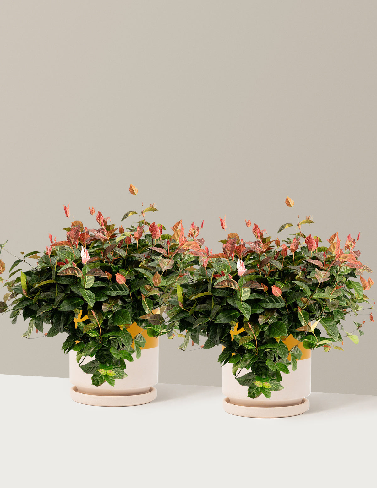 bundle | 1 Gallon - 2-Pack | Isabella | Top Half Mustard