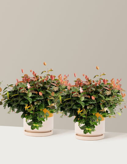 bundle | 1 Gallon - 2-Pack | Isabella | Top Half Mustard