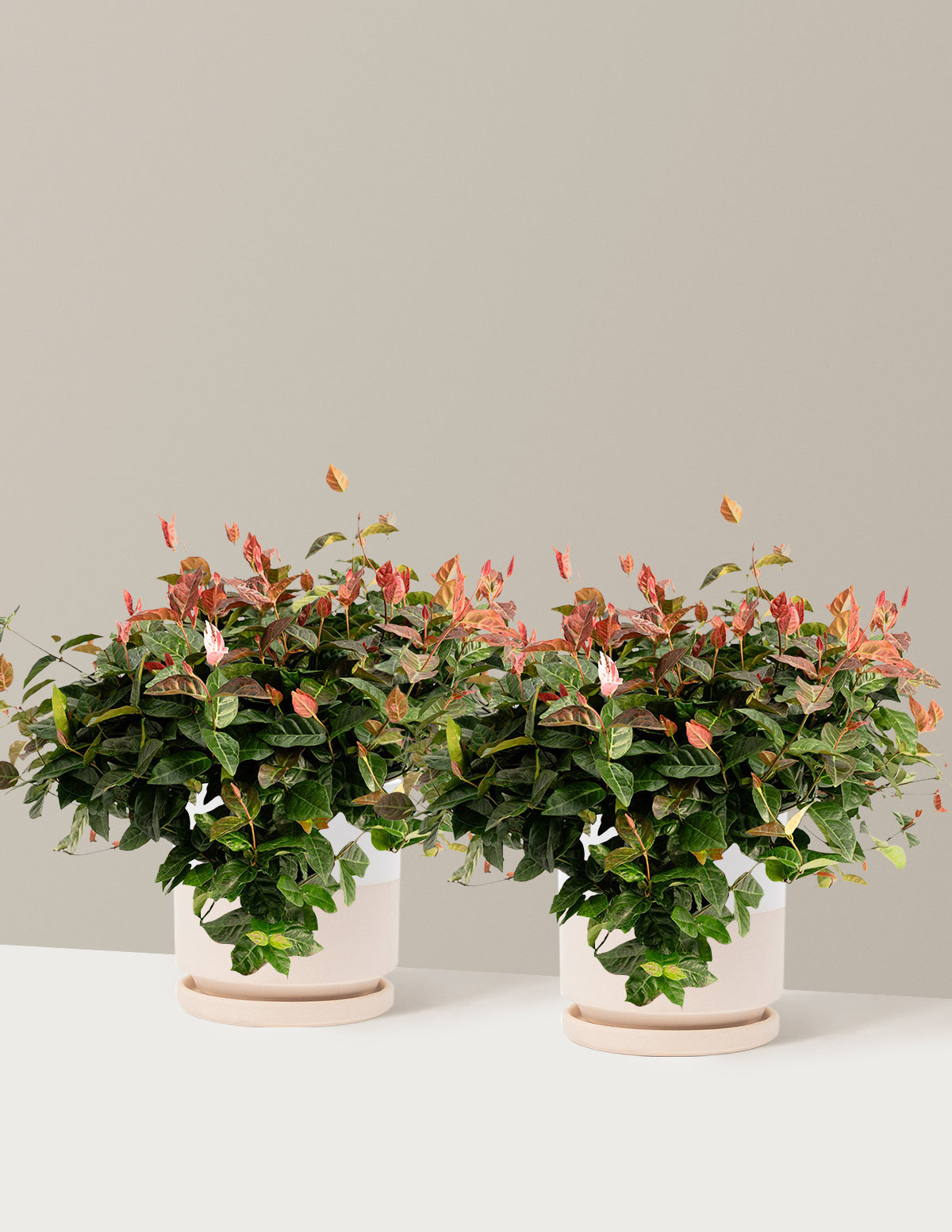 bundle | 1 Gallon - 2-Pack | Isabella | Top Half White