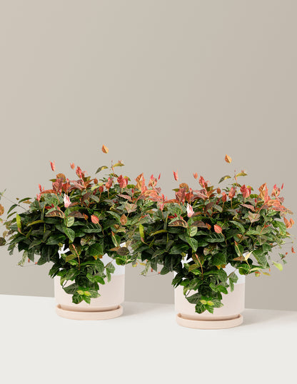 bundle | 1 Gallon - 2-Pack | Isabella | Top Half White