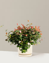 bundle | 1 Gallon - Single | Isabella | Almond