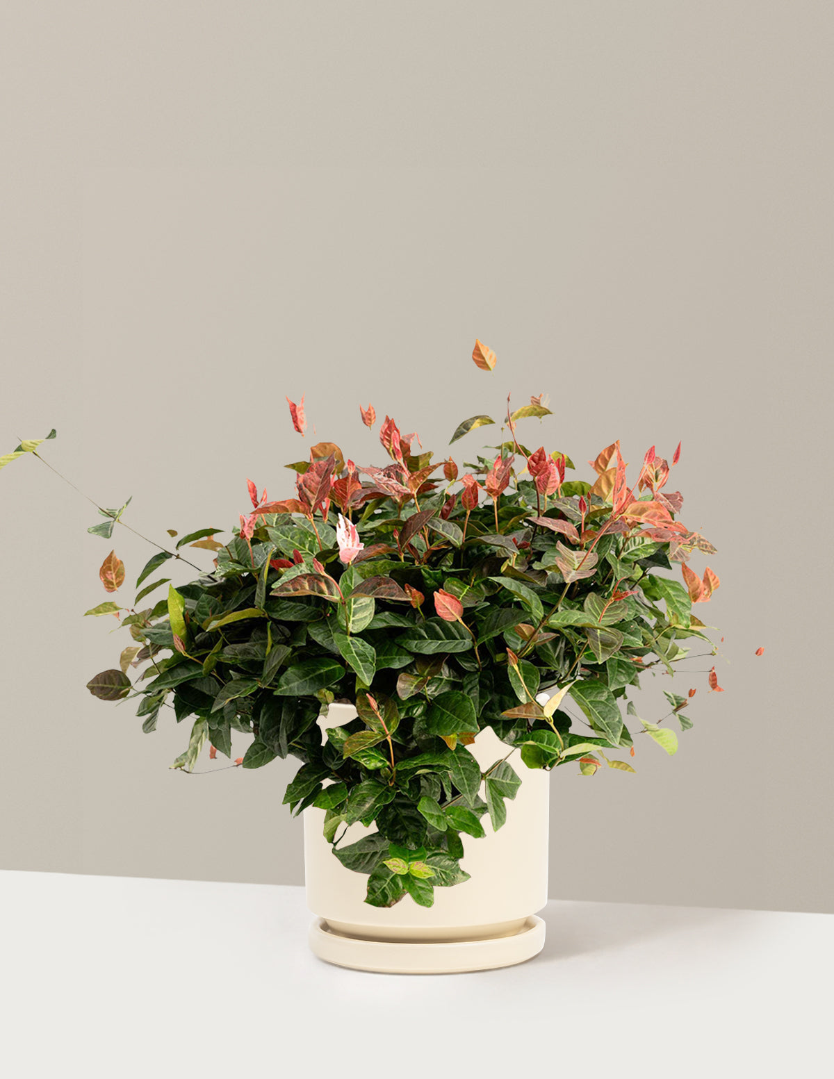 bundle | 1 Gallon - Single | Isabella | Almond