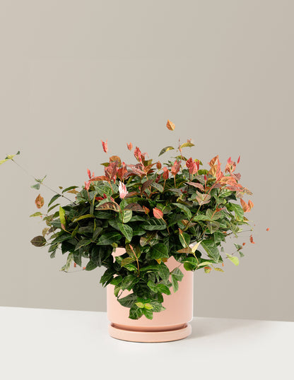 Snow-N-Summer™ Asiatic Jasmine