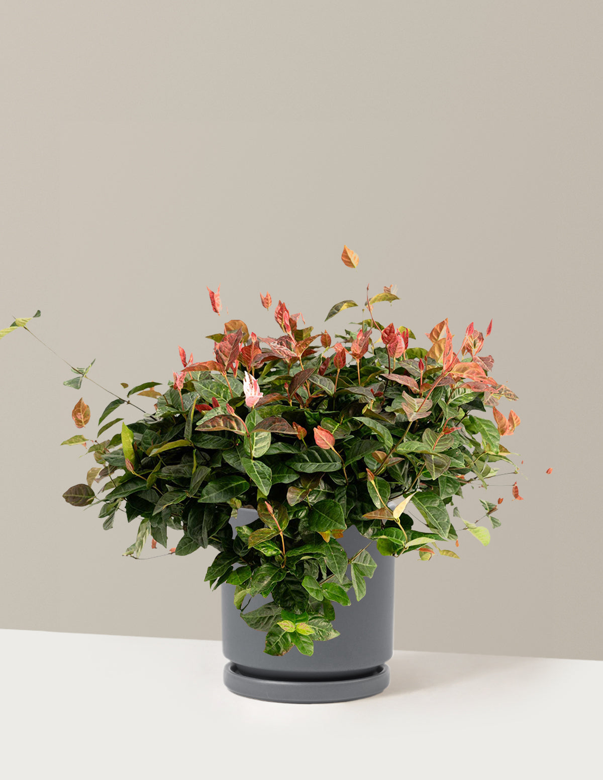 bundle | 1 Gallon - Single | Isabella | Granite