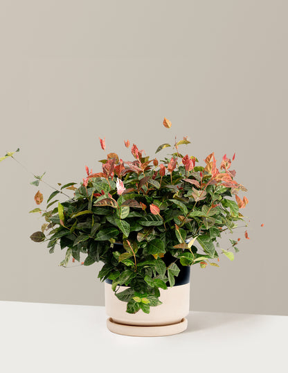 Snow-N-Summer™ Asiatic Jasmine