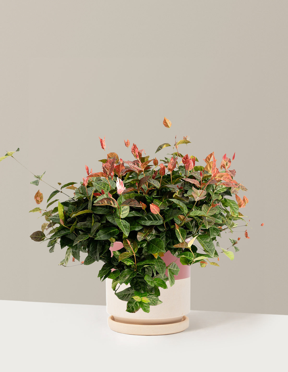 Snow-N-Summer™ Asiatic Jasmine