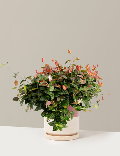 Snow-N-Summer™ Asiatic Jasmine