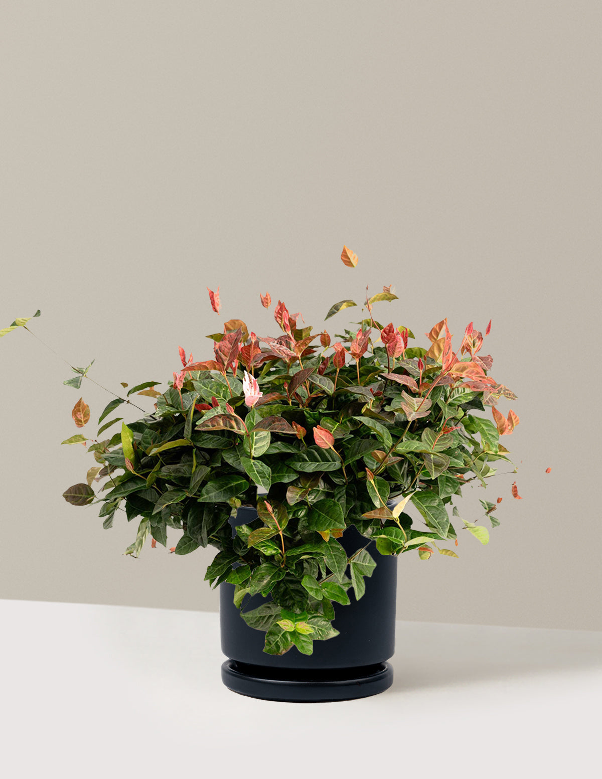 Snow-N-Summer™ Asiatic Jasmine