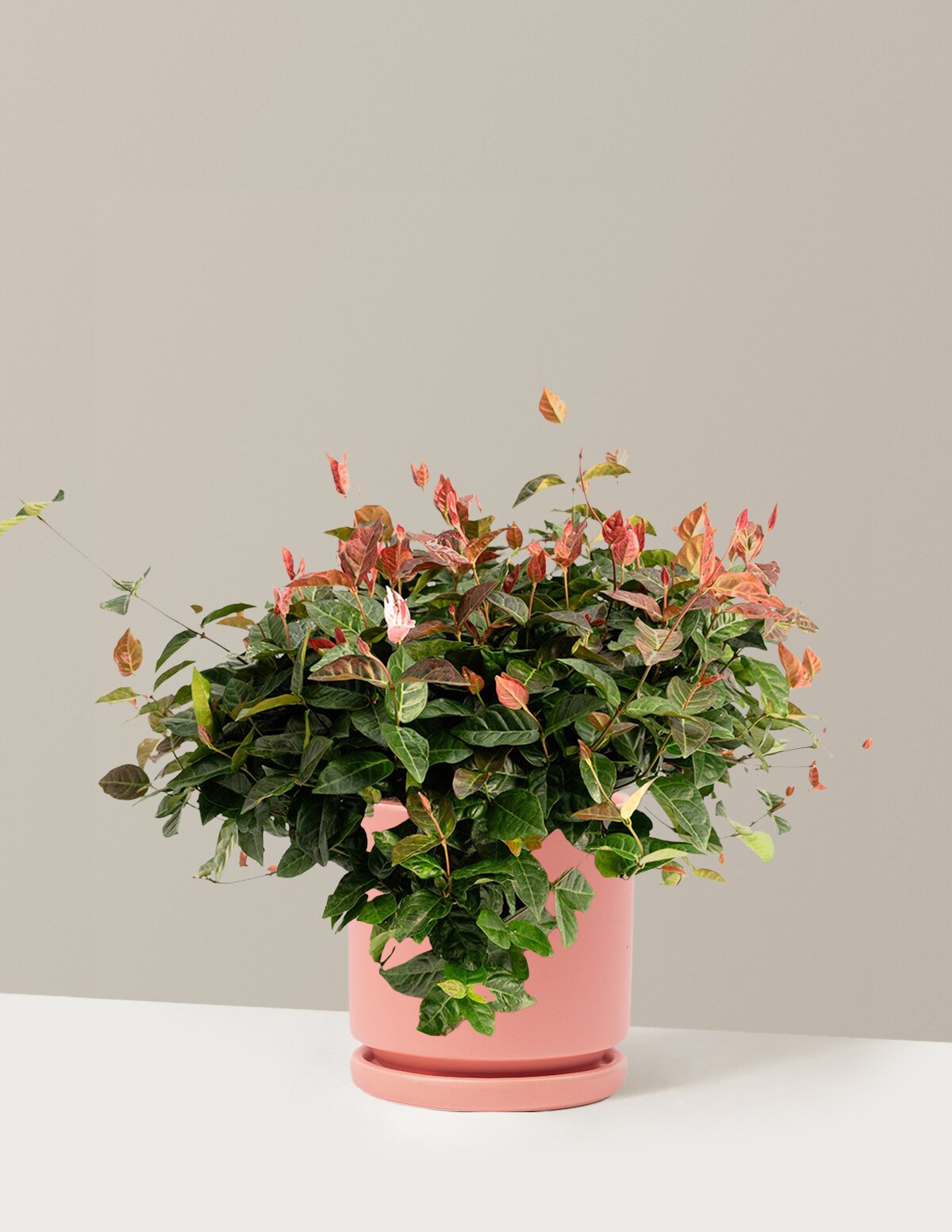 Snow-N-Summer™ Asiatic Jasmine