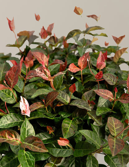 Snow-N-Summer™ Asiatic Jasmine