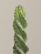 Spiral Cactus