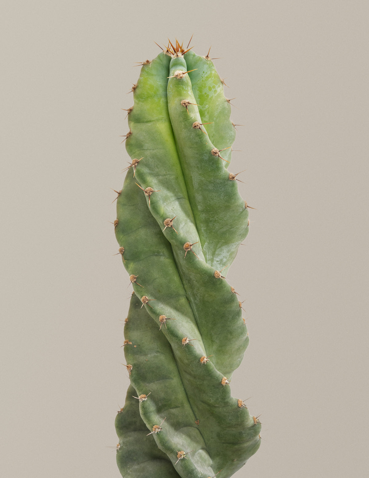 Spiral Cactus