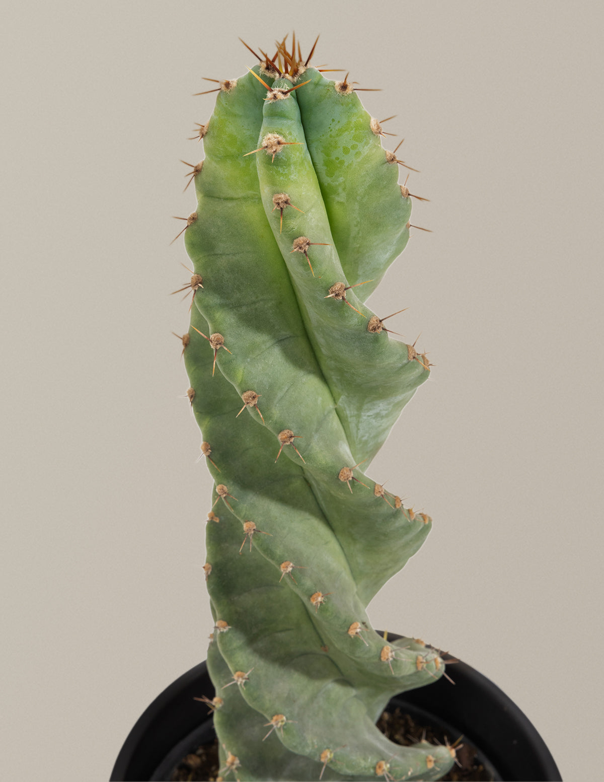 spiral house plant Spiral Cactus Houseplant with Planter - Medium (5"-9" tall) Bubblegum Planter