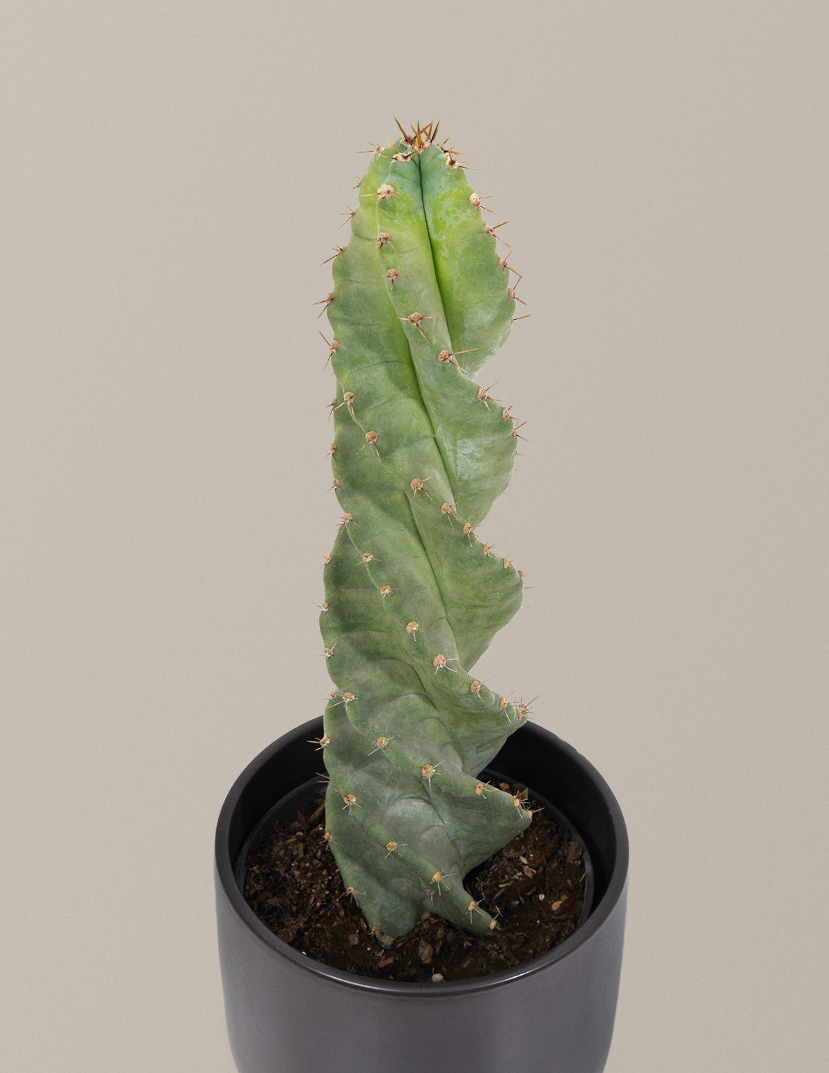 spiral succulent plants for sale Spiral Cactus Houseplant with Planter - Medium (5"-9" tall) Bubblegum Planter