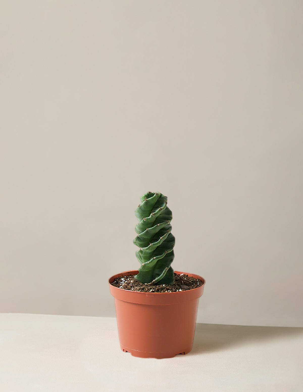 Spiral Cactus