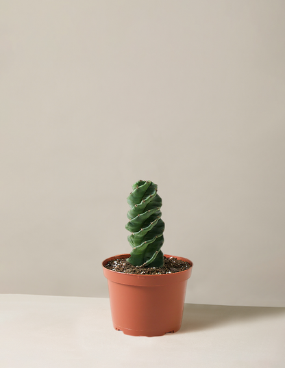 Spiral Cactus