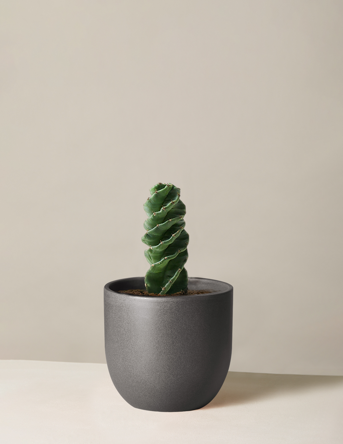 Spiral Cactus