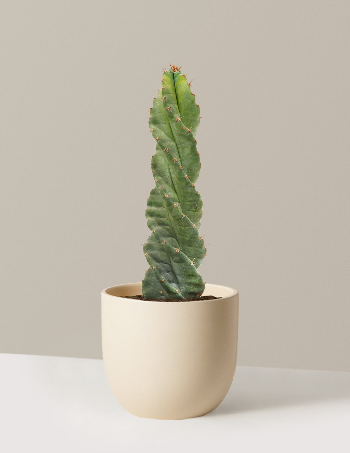 spiral plants in pots Spiral Cactus Houseplant with Planter - Medium (5"-9" tall) Bubblegum Planter