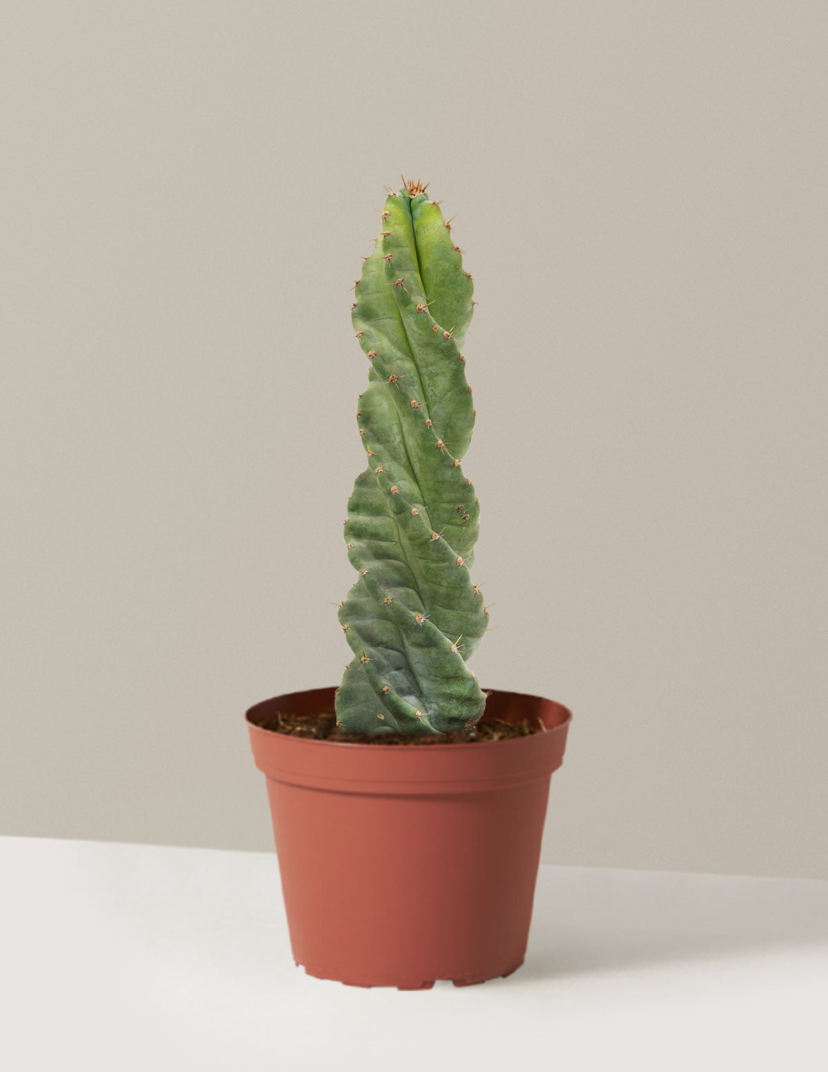 Spiral Cactus