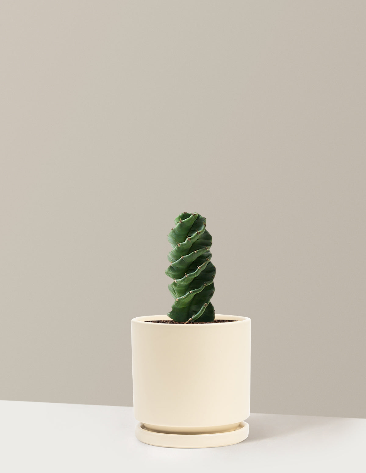 Spiral Cactus