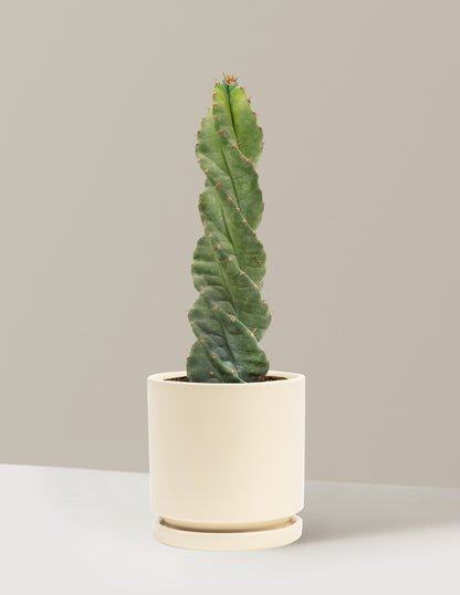 Spiral Cactus